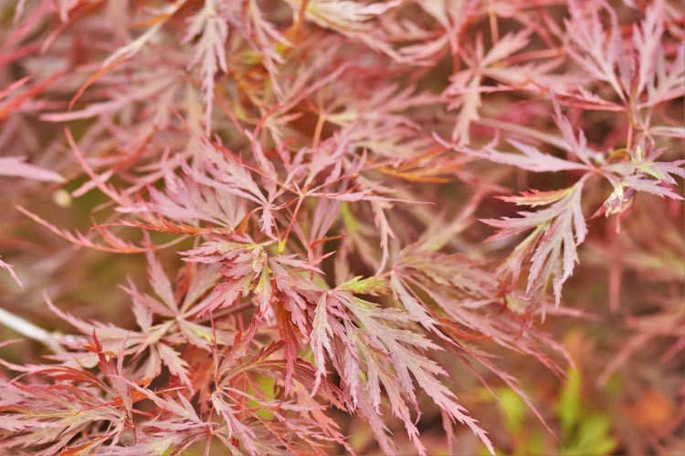 Acer palmatum 'Red Dragon' (Laceleaf Japanese Maple)